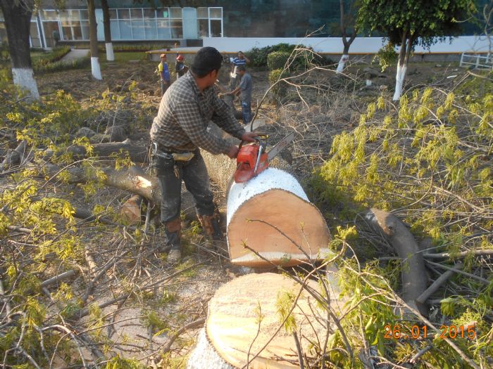 Derribo de arbolado urbano - 