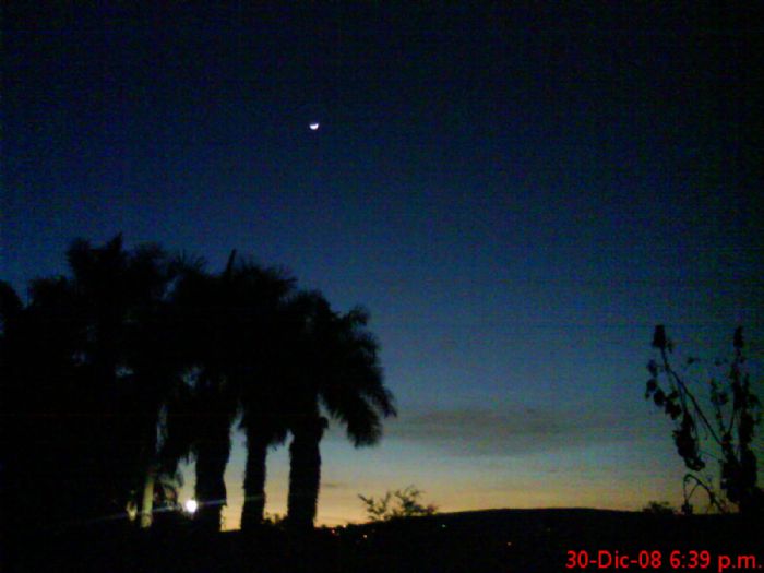 girasoles - el invernadero