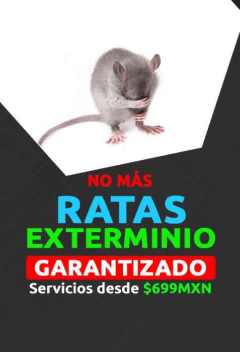 FUMIGACION DE RATAS. - 