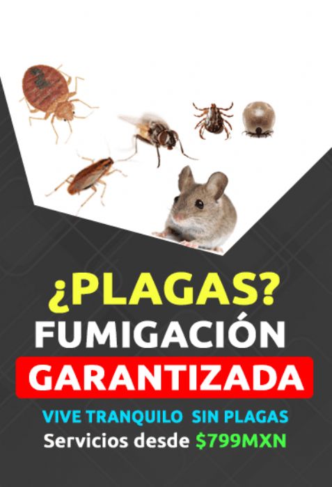 Fumigación de hormigas - 