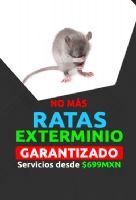 Fumigación de ratas - 