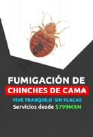 Fumigación de chinches - 